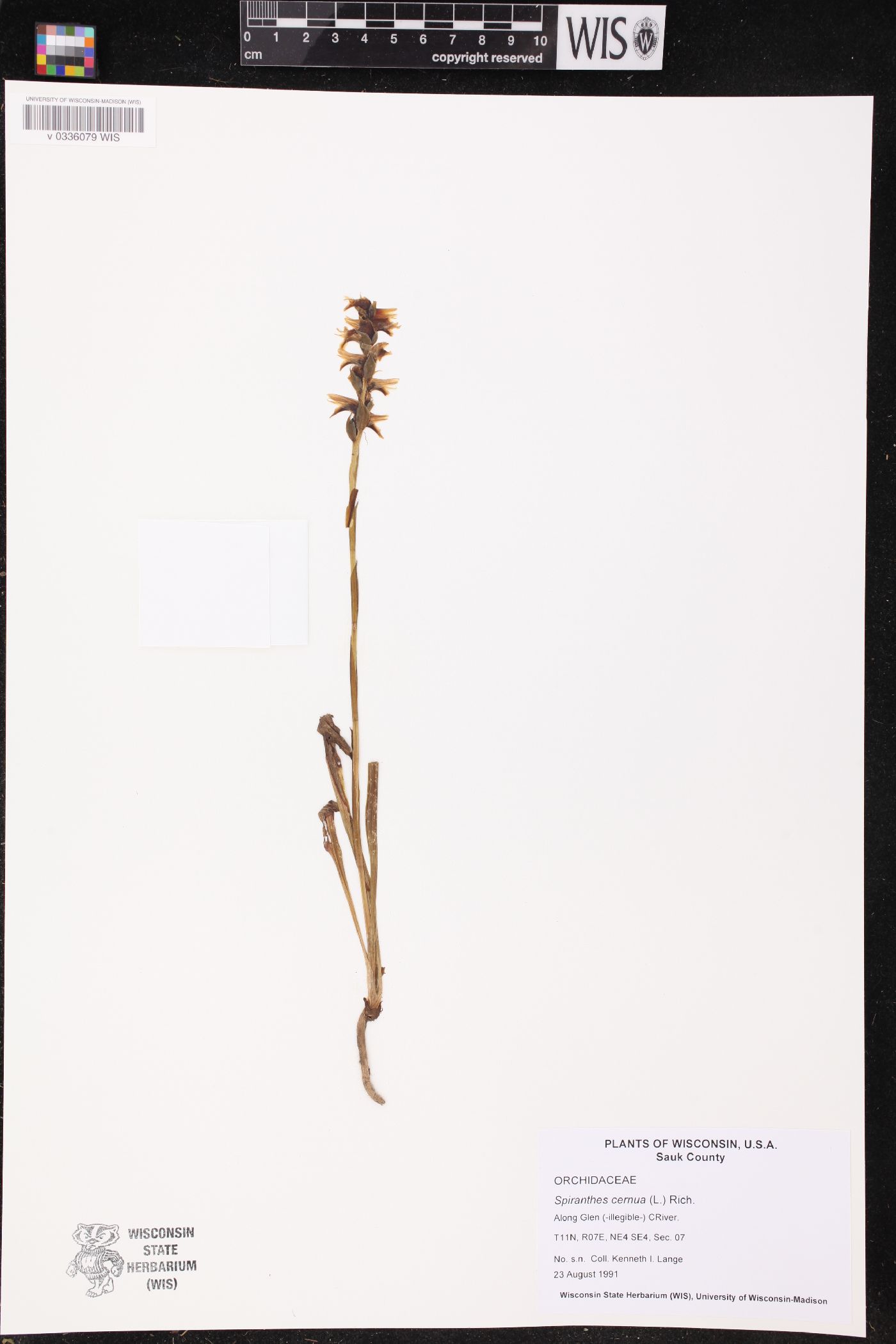 Spiranthes cernua image