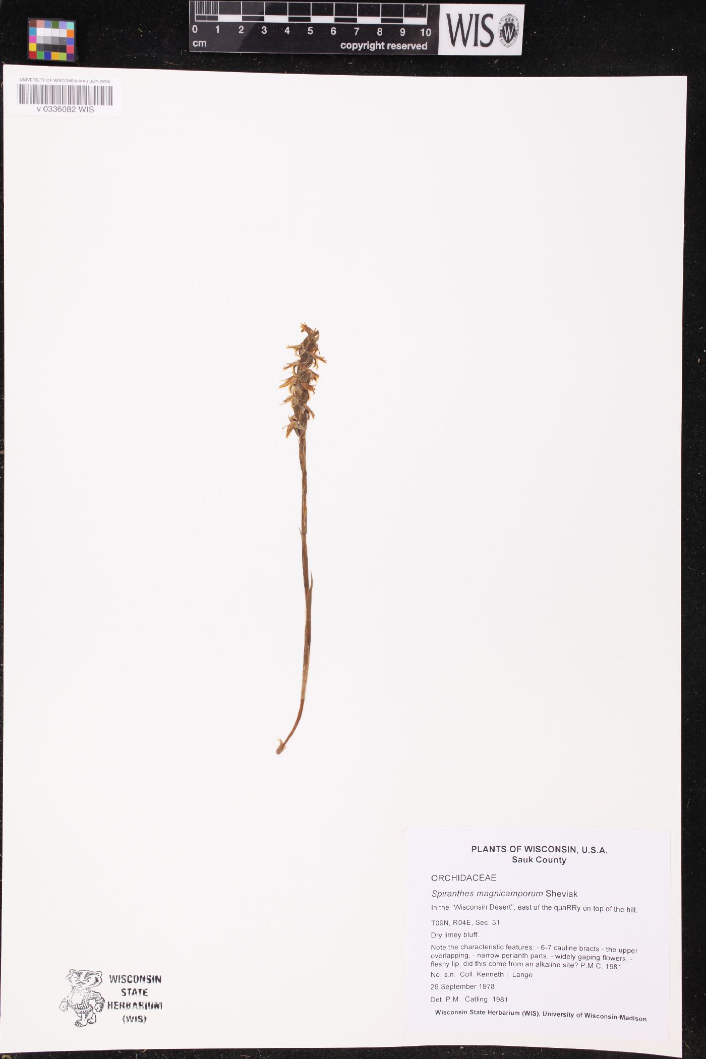 Spiranthes magnicamporum image
