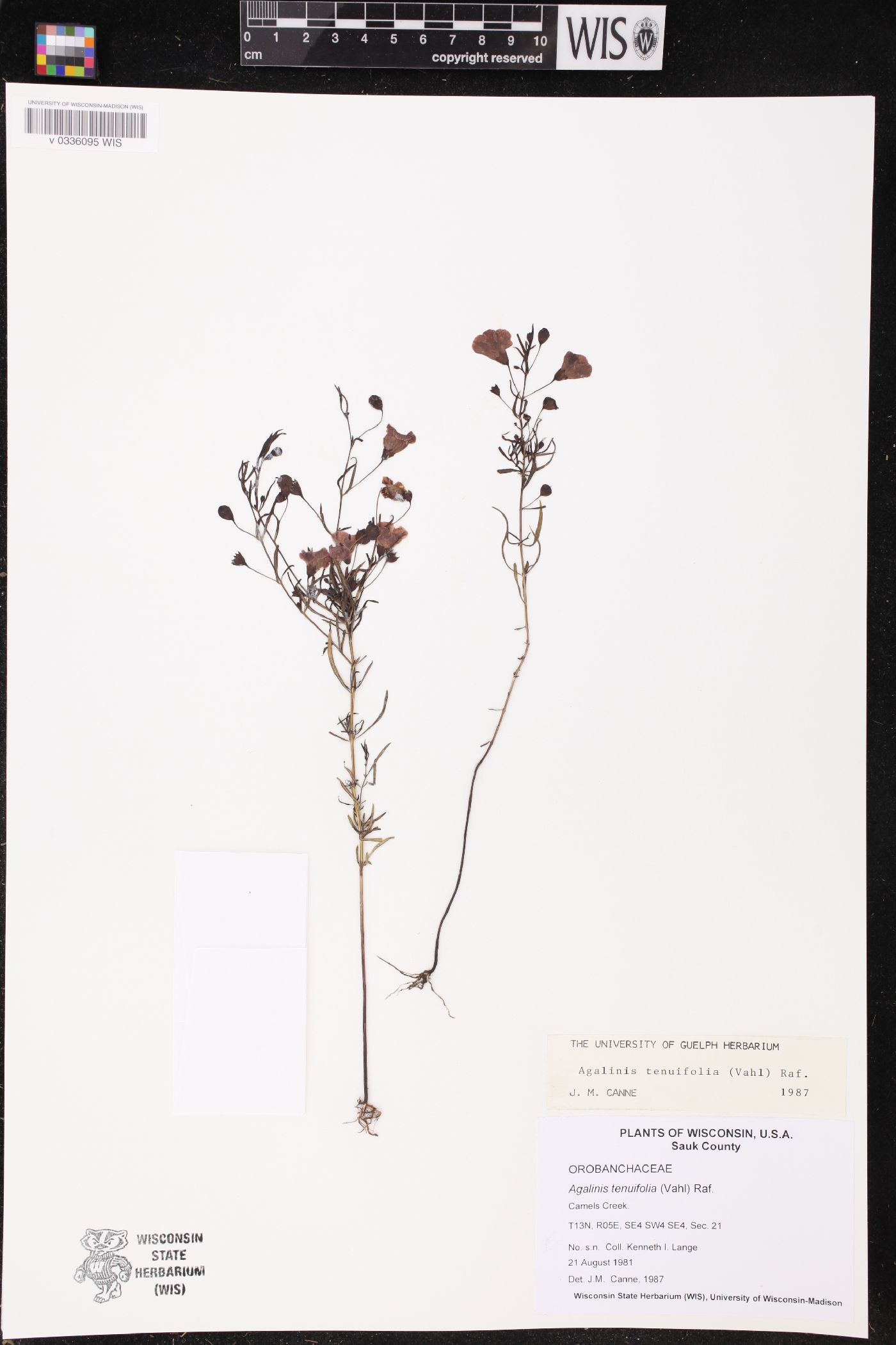 Agalinis tenuifolia image