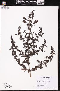 Aureolaria pedicularia image