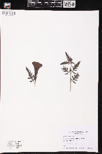 Aureolaria grandiflora image