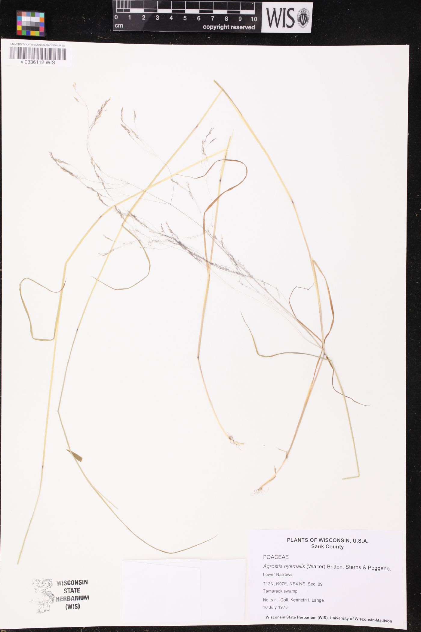 Agrostis hyemalis image