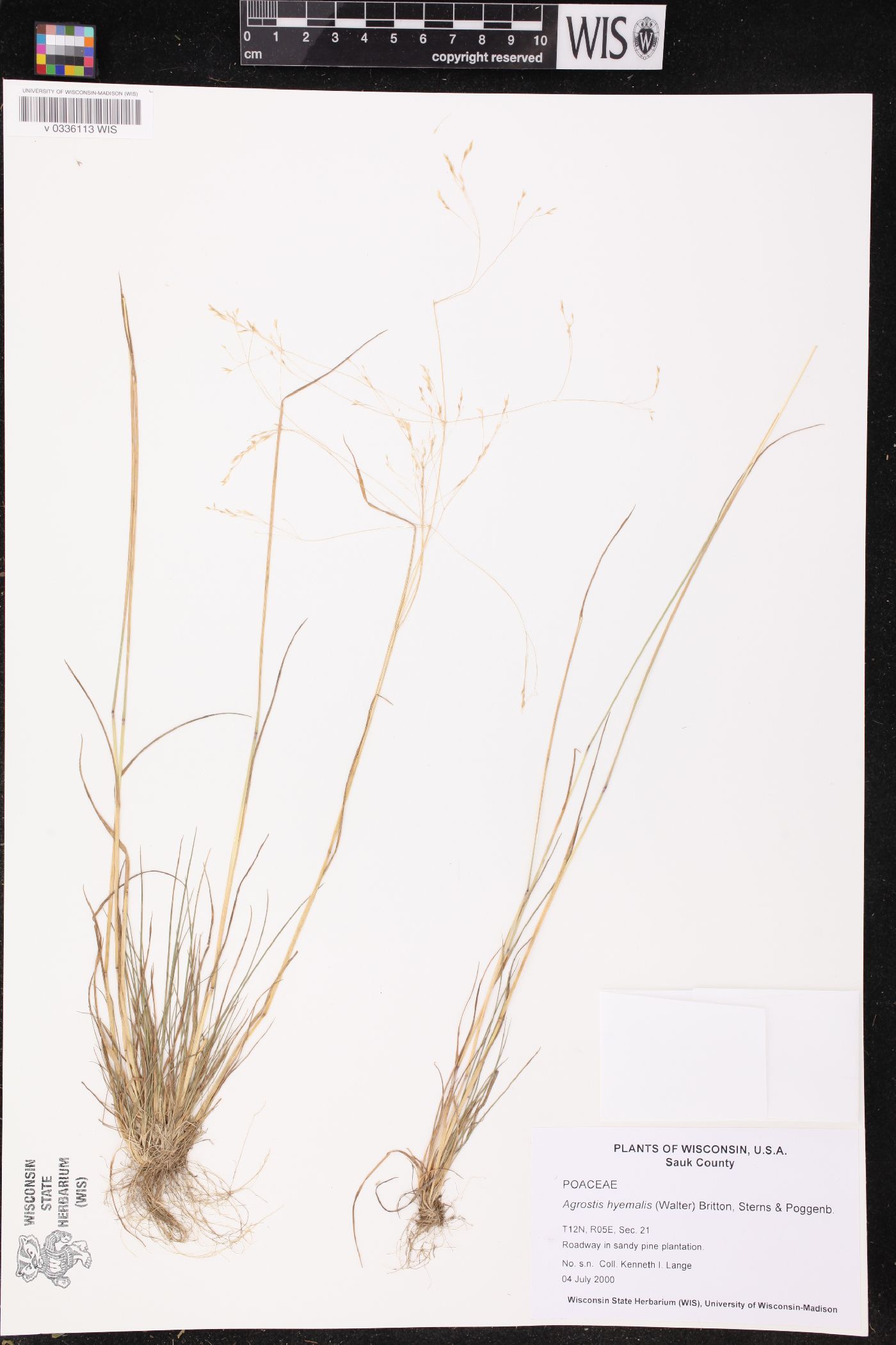 Agrostis hyemalis image