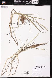 Alopecurus aequalis image