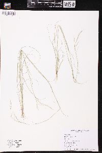 Aristida basiramea image