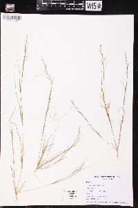 Aristida basiramea image