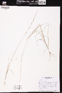 Aristida longespica image