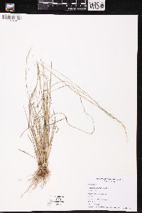 Image of Aristida purpurascens