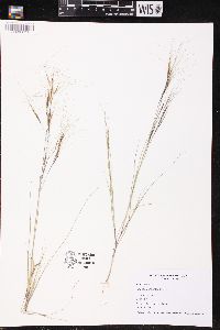 Aristida purpurascens image