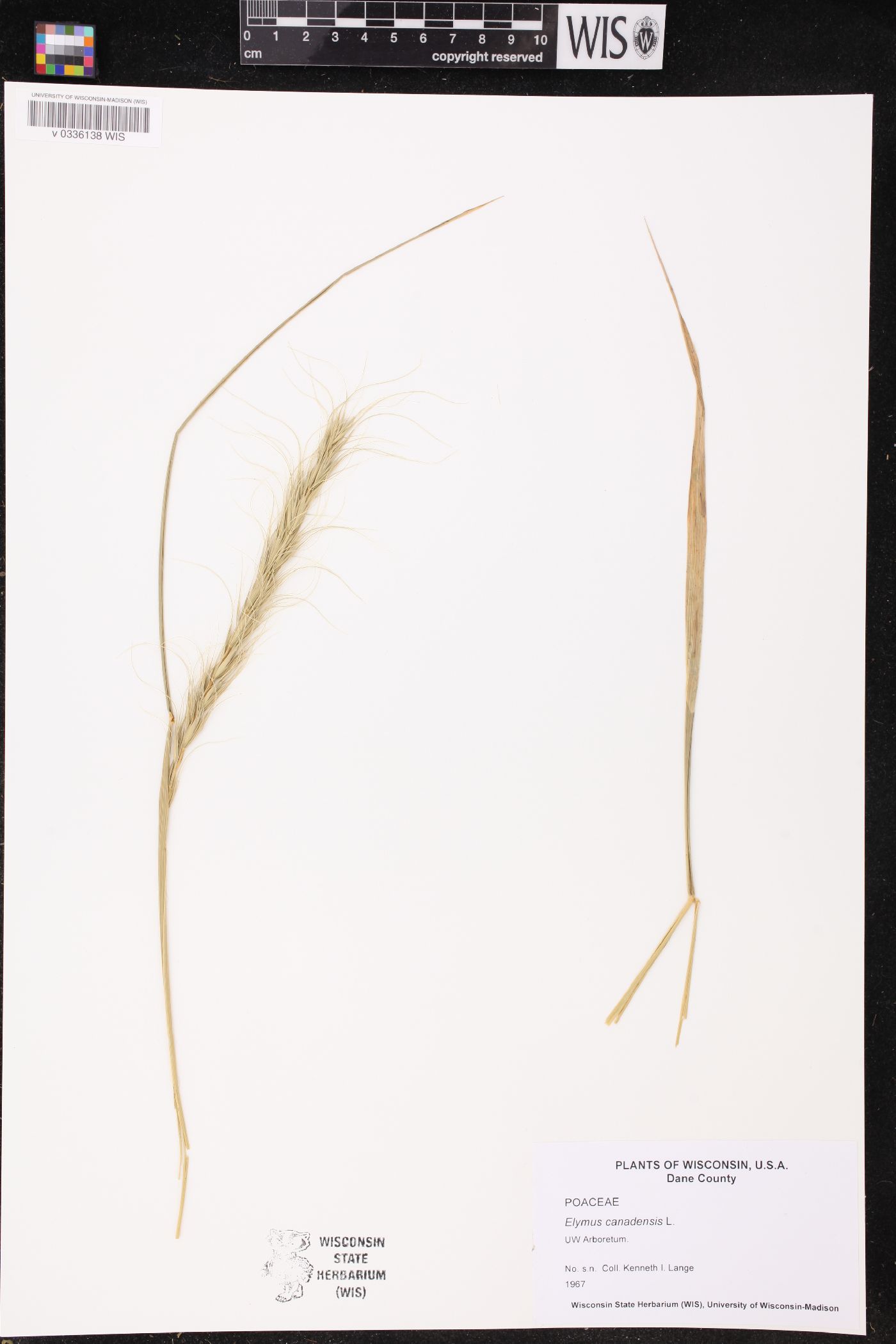 Elymus canadensis image
