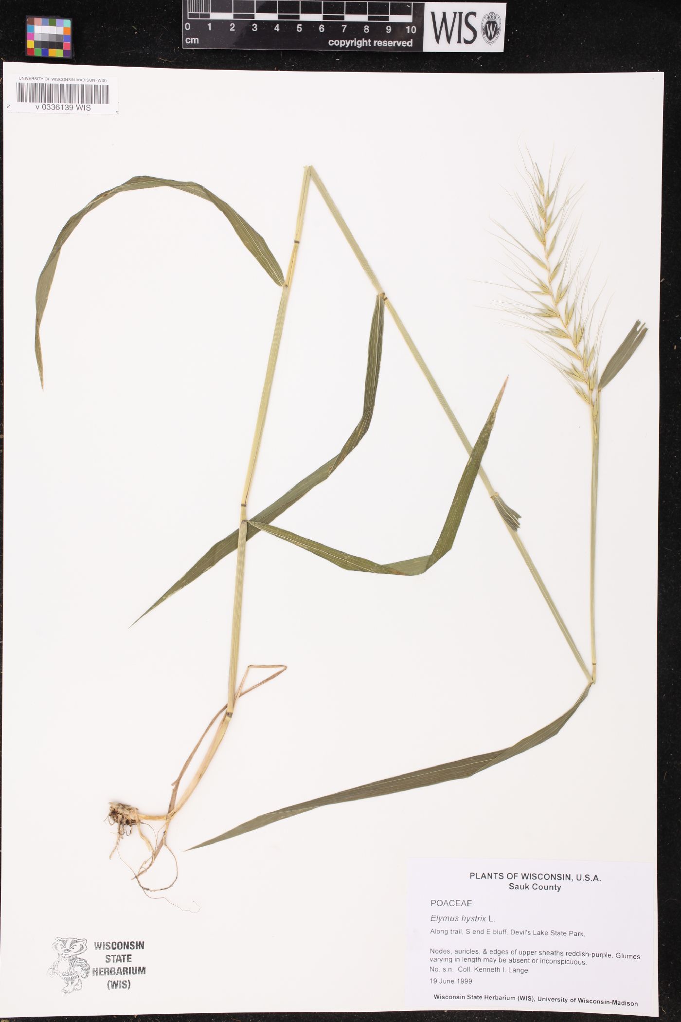 Elymus hystrix image