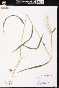 Elymus hystrix image