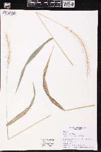 Elymus riparius image