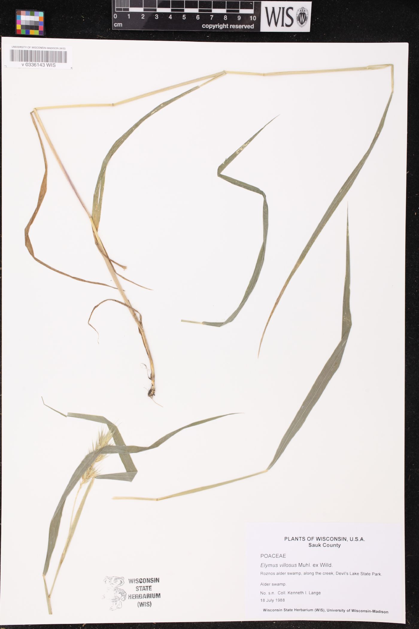 Elymus villosus image