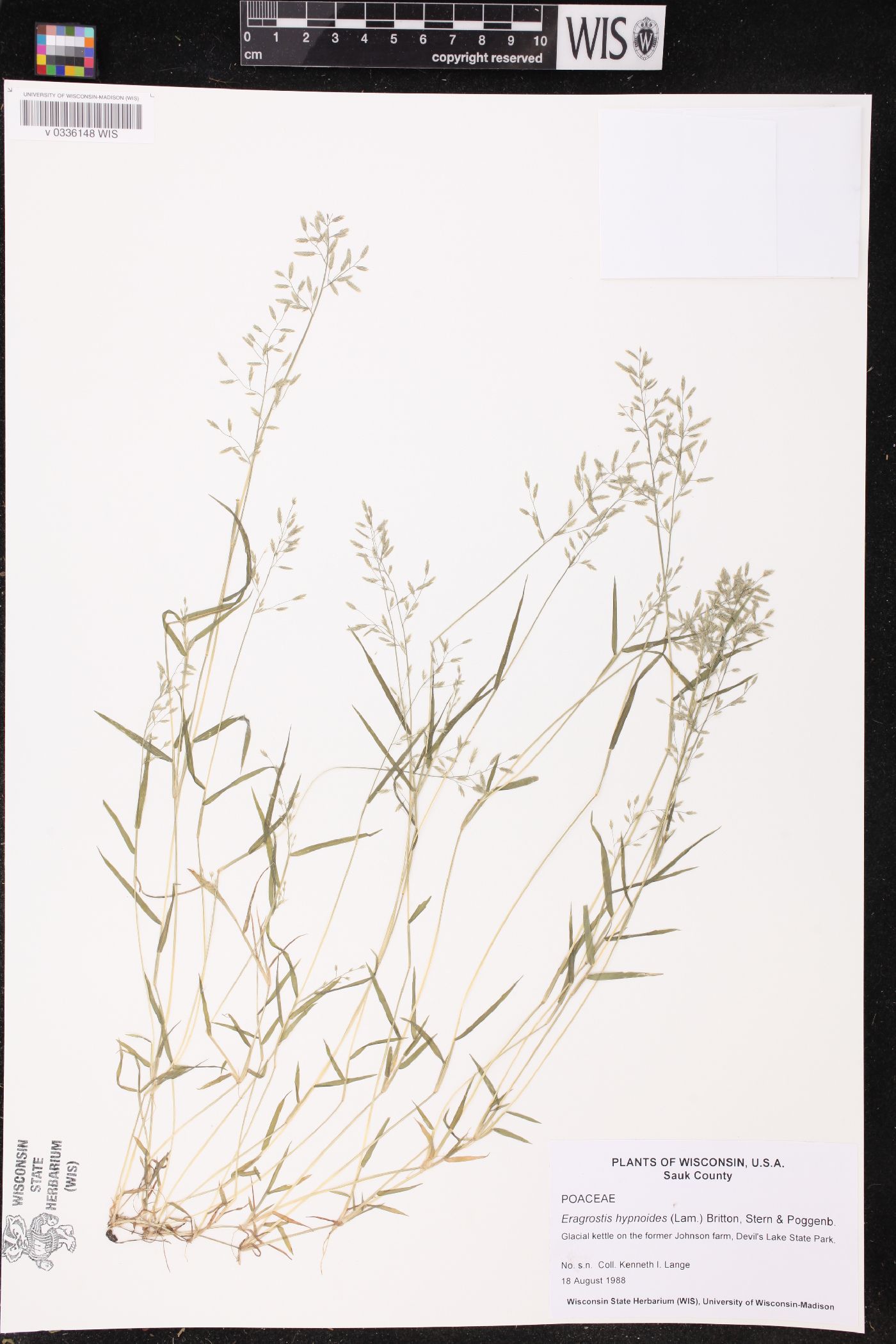 Eragrostis hypnoides image