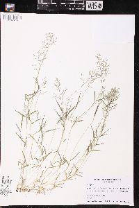 Eragrostis hypnoides image