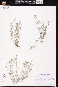 Eragrostis hypnoides image