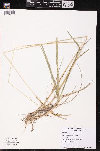 Lolium arundinaceum image