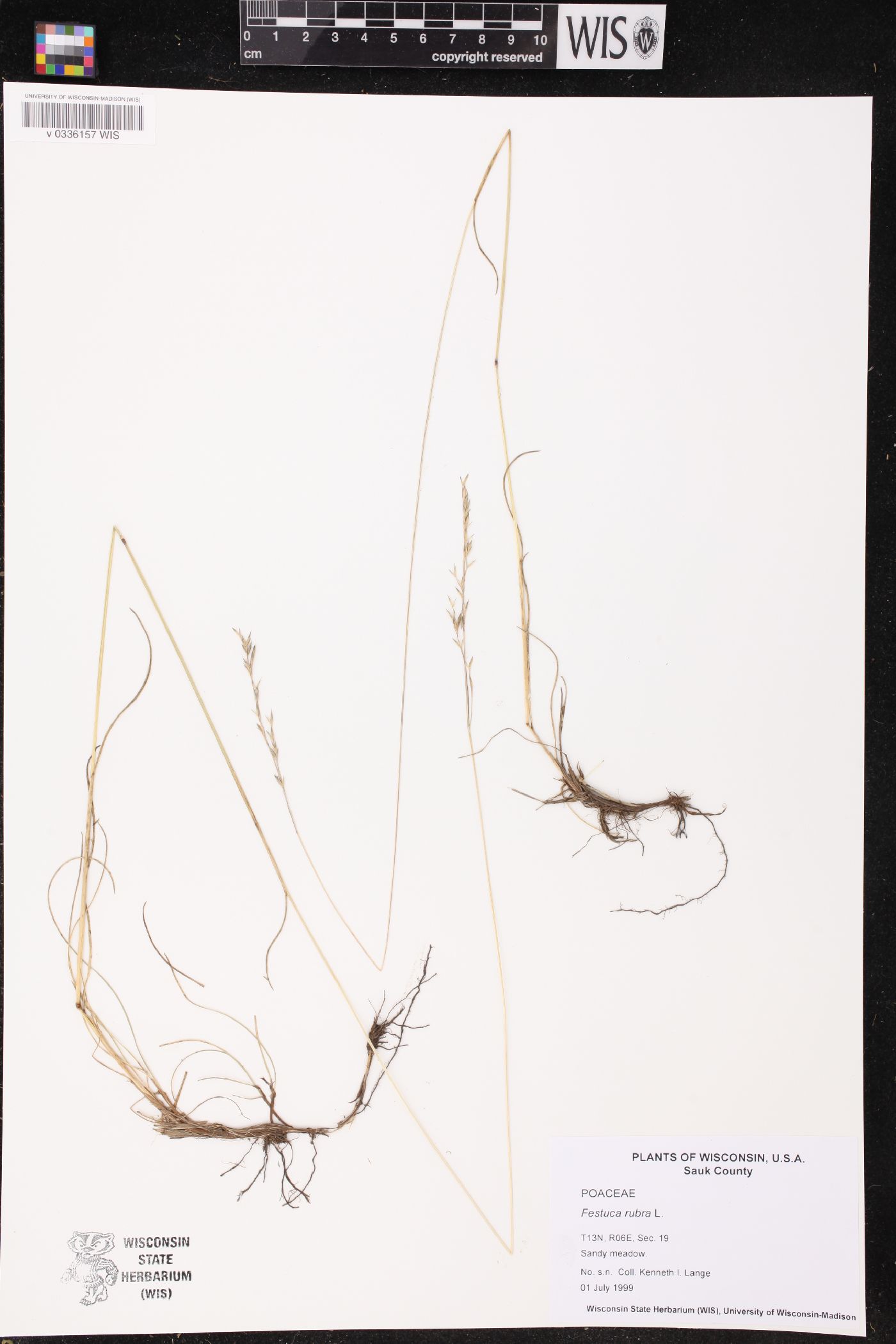 Festuca rubra image