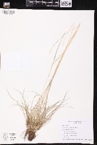 Festuca saximontana image