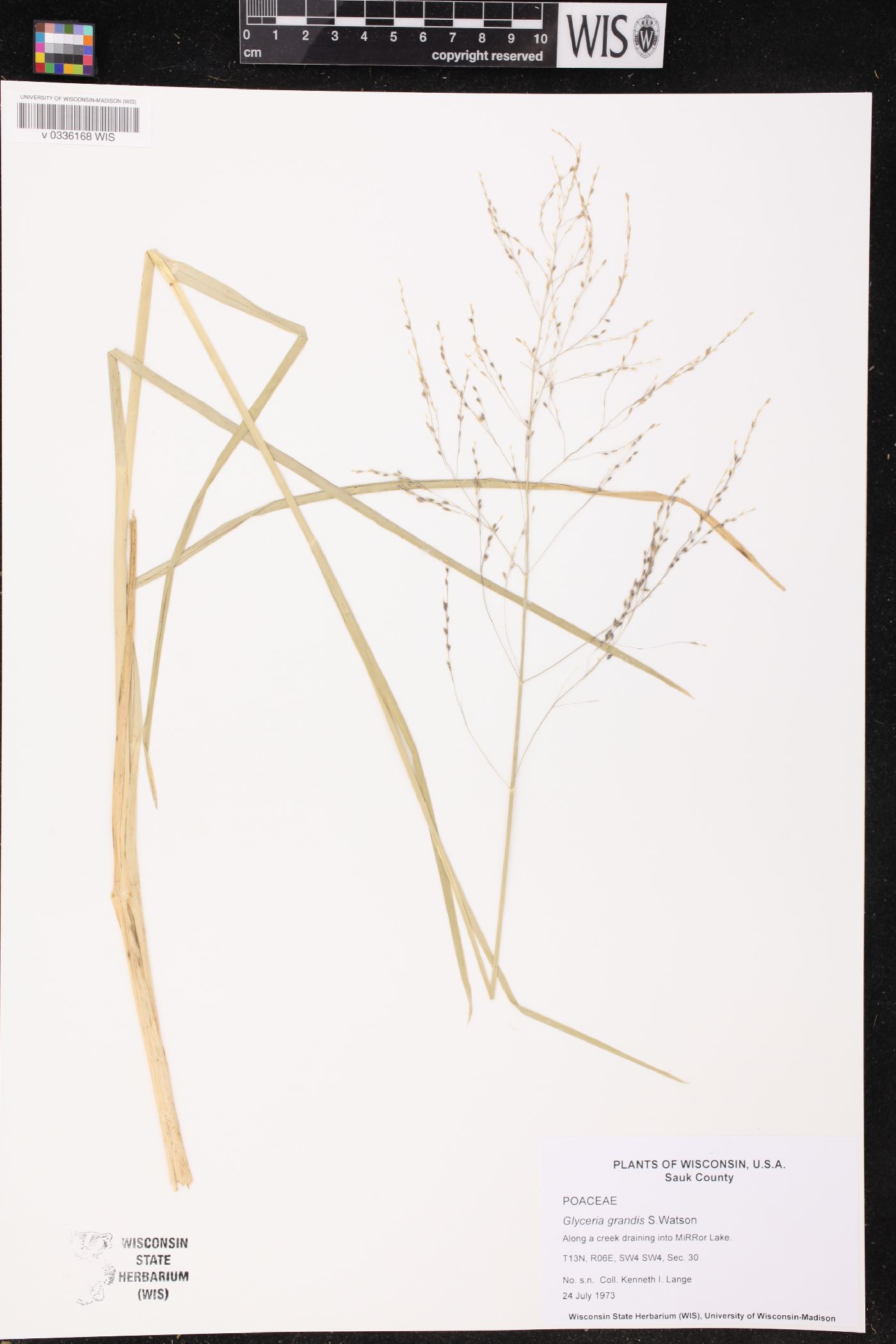 Glyceria grandis image