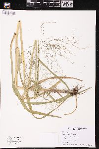 Glyceria grandis image