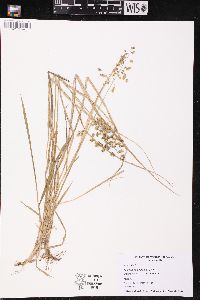 Anthoxanthum nitens image