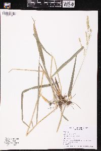 Leersia lenticularis image