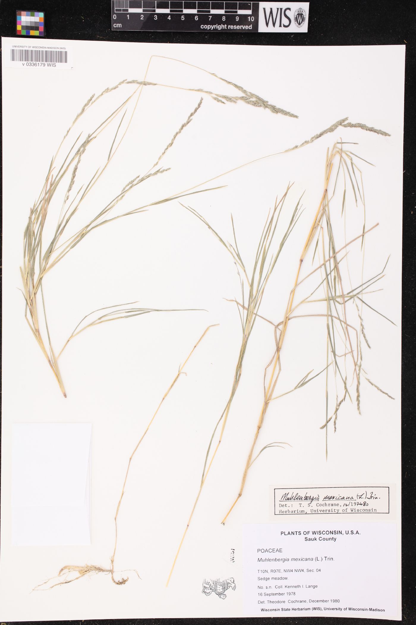 Muhlenbergia mexicana image