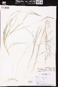 Muhlenbergia mexicana image