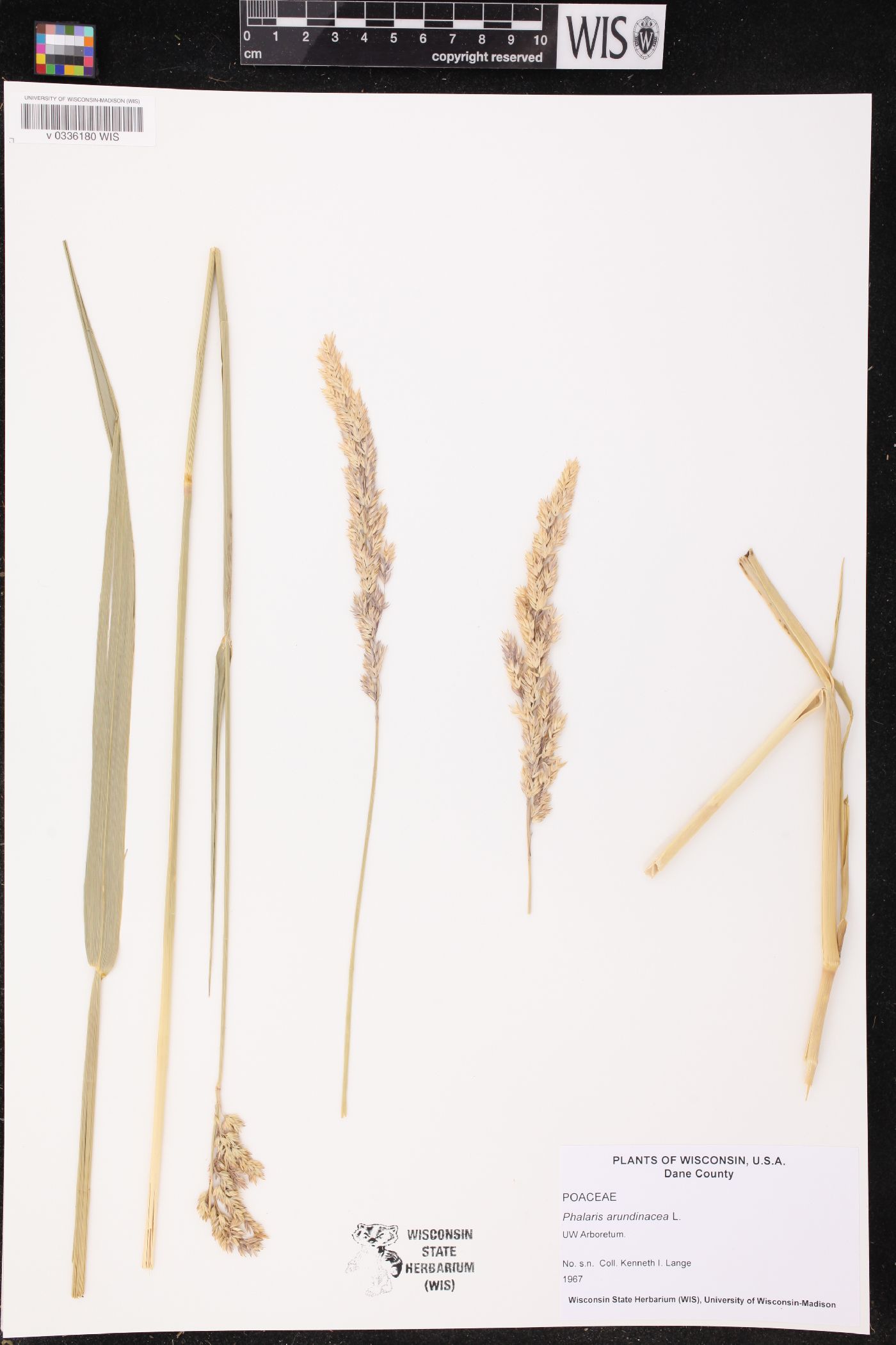Phalaris arundinacea image