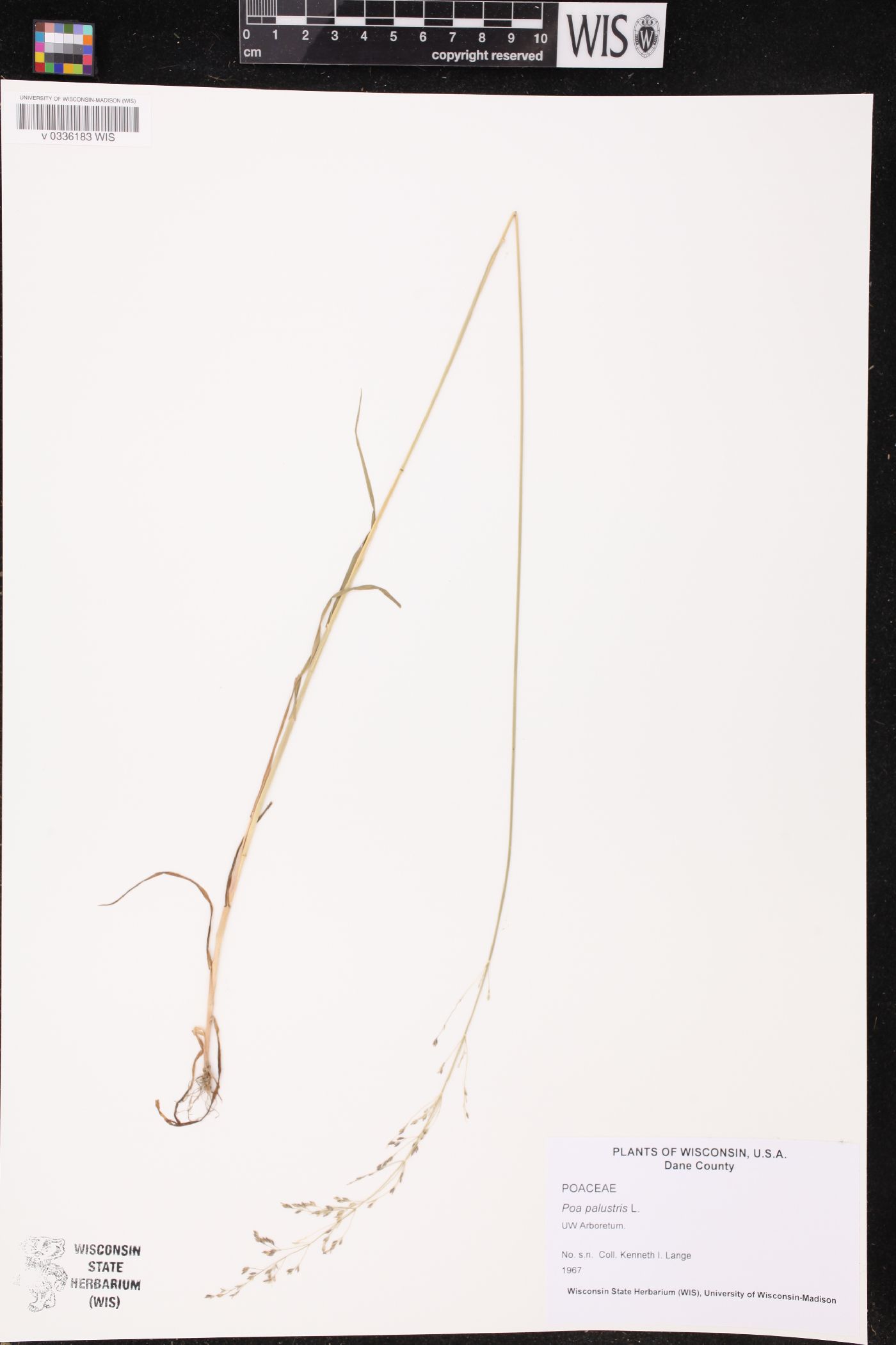 Poa palustris image