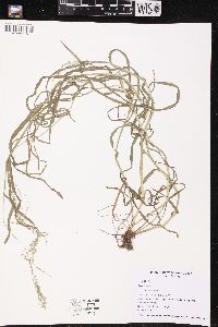 Poa trivialis image