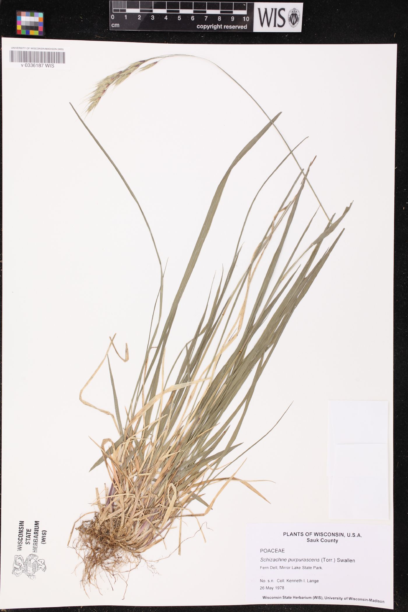 Schizachne purpurascens image