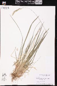 Schizachne purpurascens image