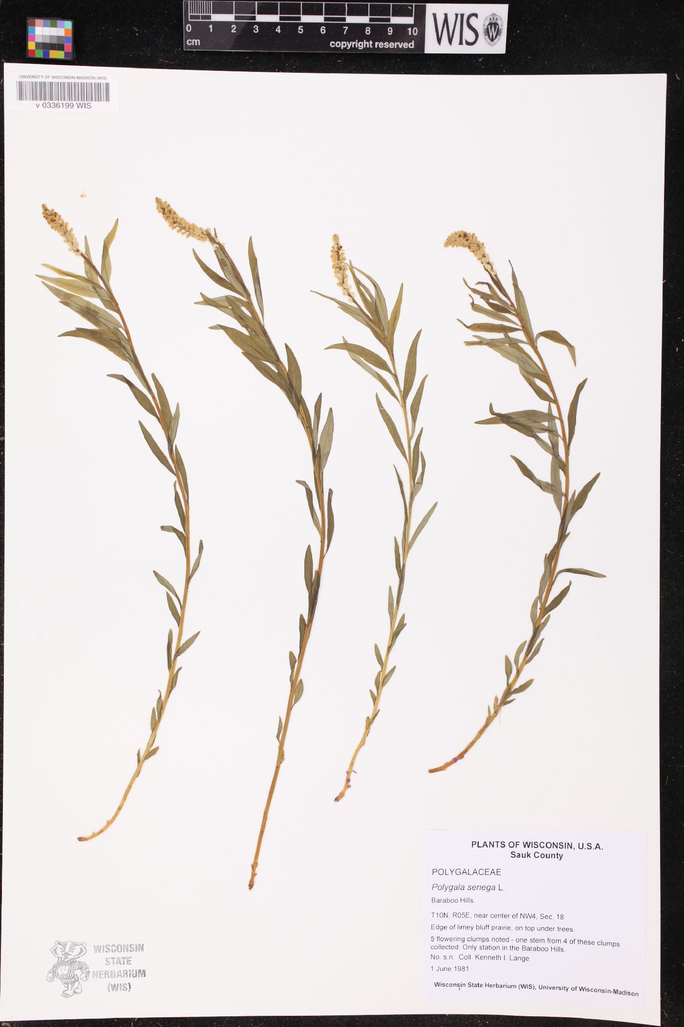 Polygala senega image