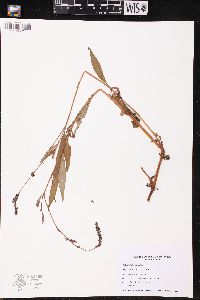 Persicaria careyi image