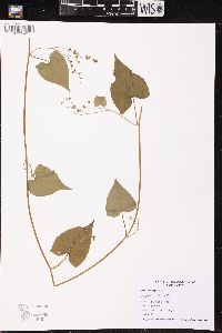 Fallopia cilinodis image