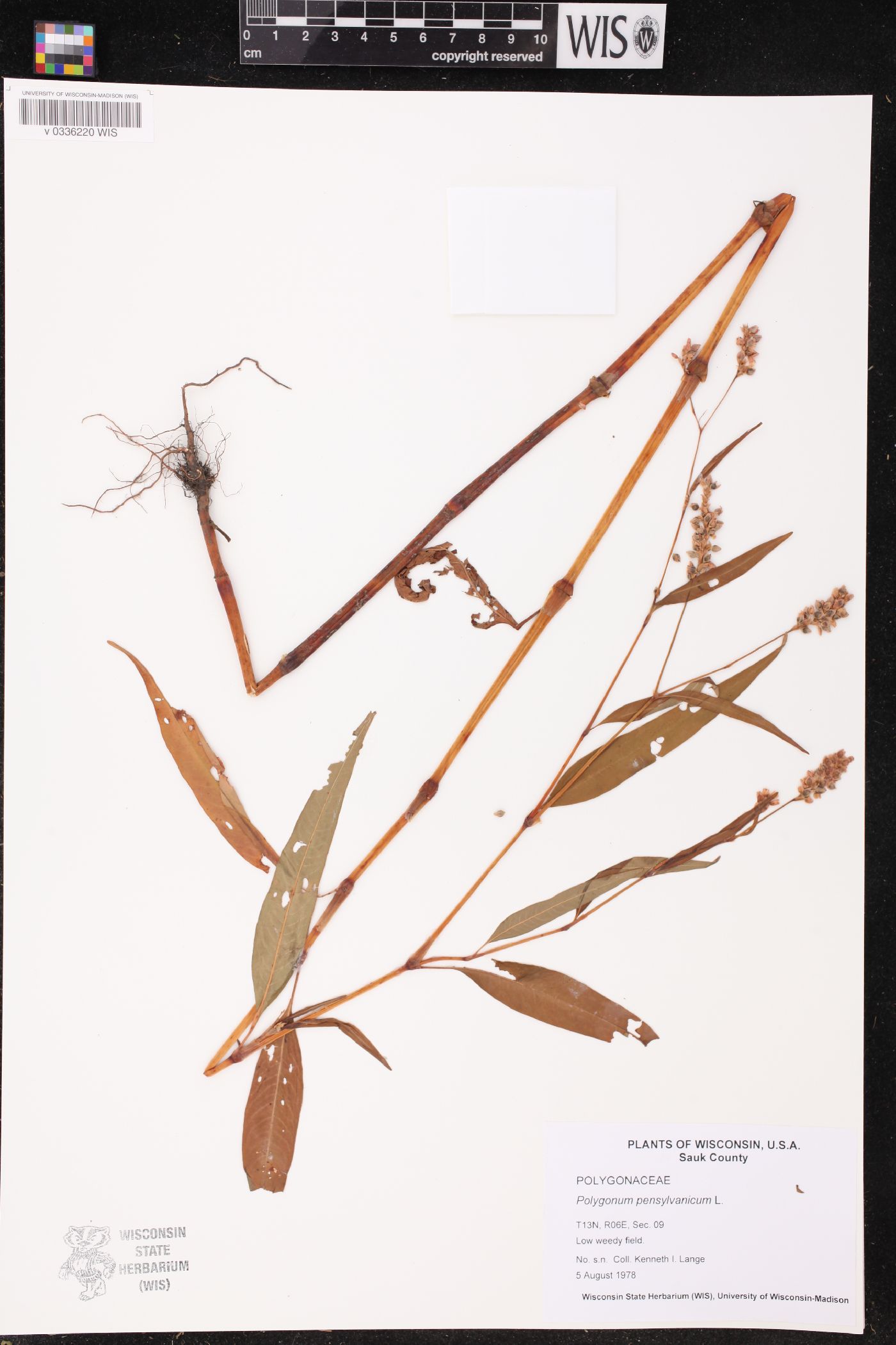 Persicaria pensylvanica image