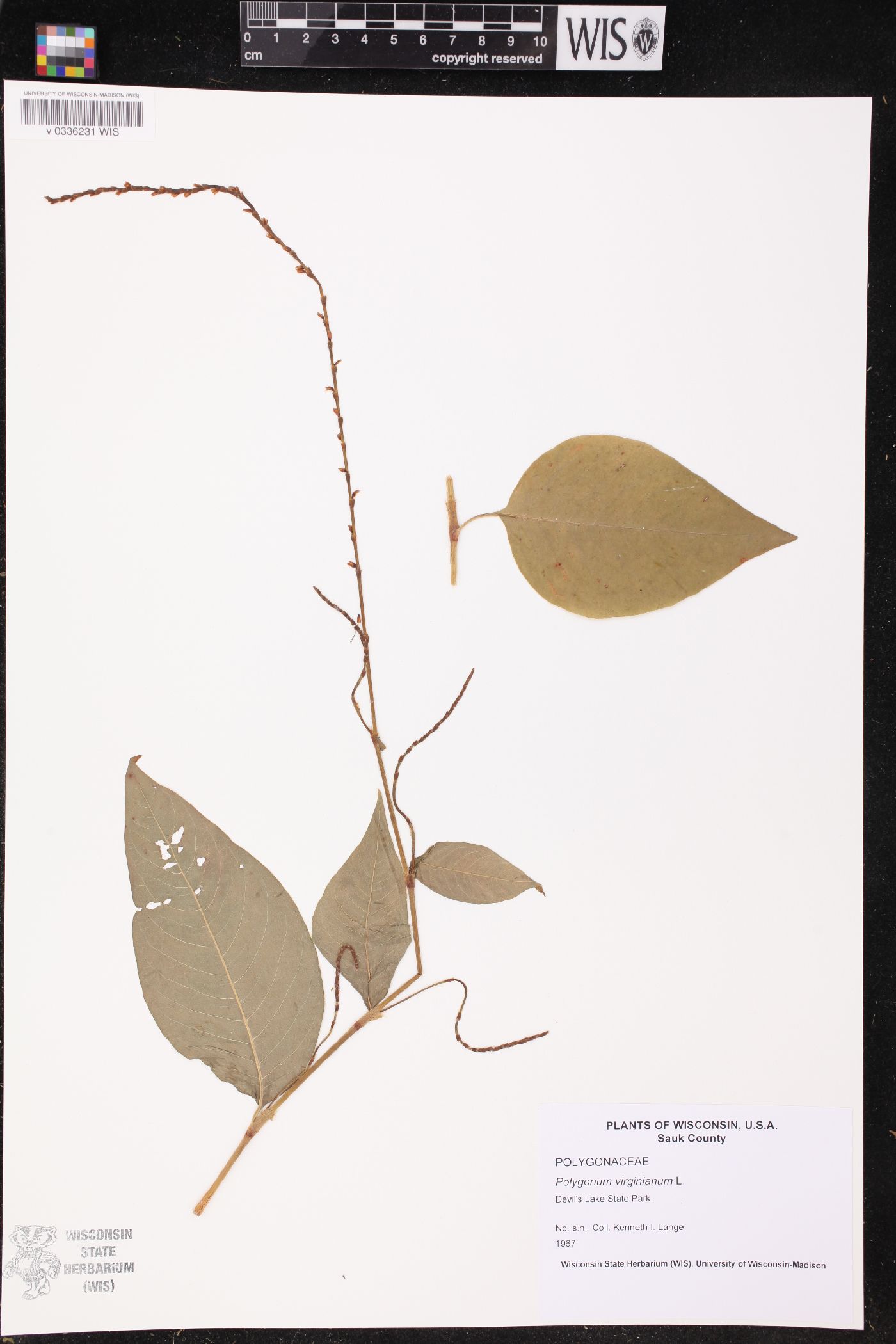 Persicaria virginiana image