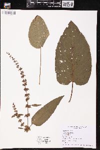 Rumex obtusifolius image