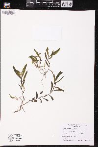 Potamogeton crispus image
