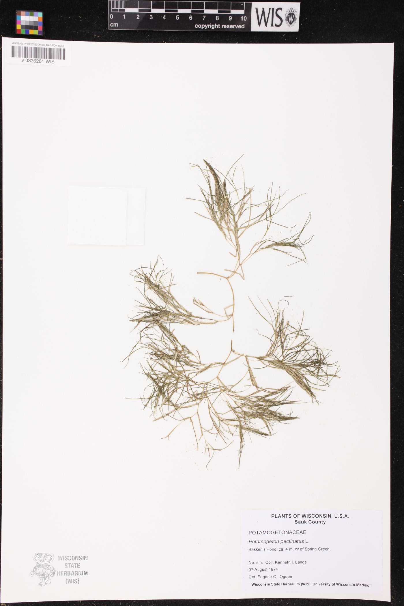 Stuckenia pectinata image