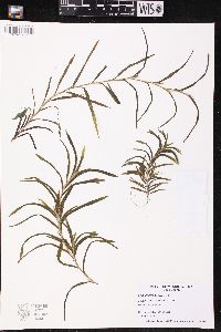 Potamogeton robbinsii image
