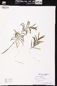 Potamogeton robbinsii image