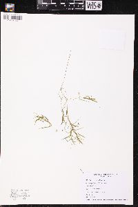 Potamogeton spirillus image