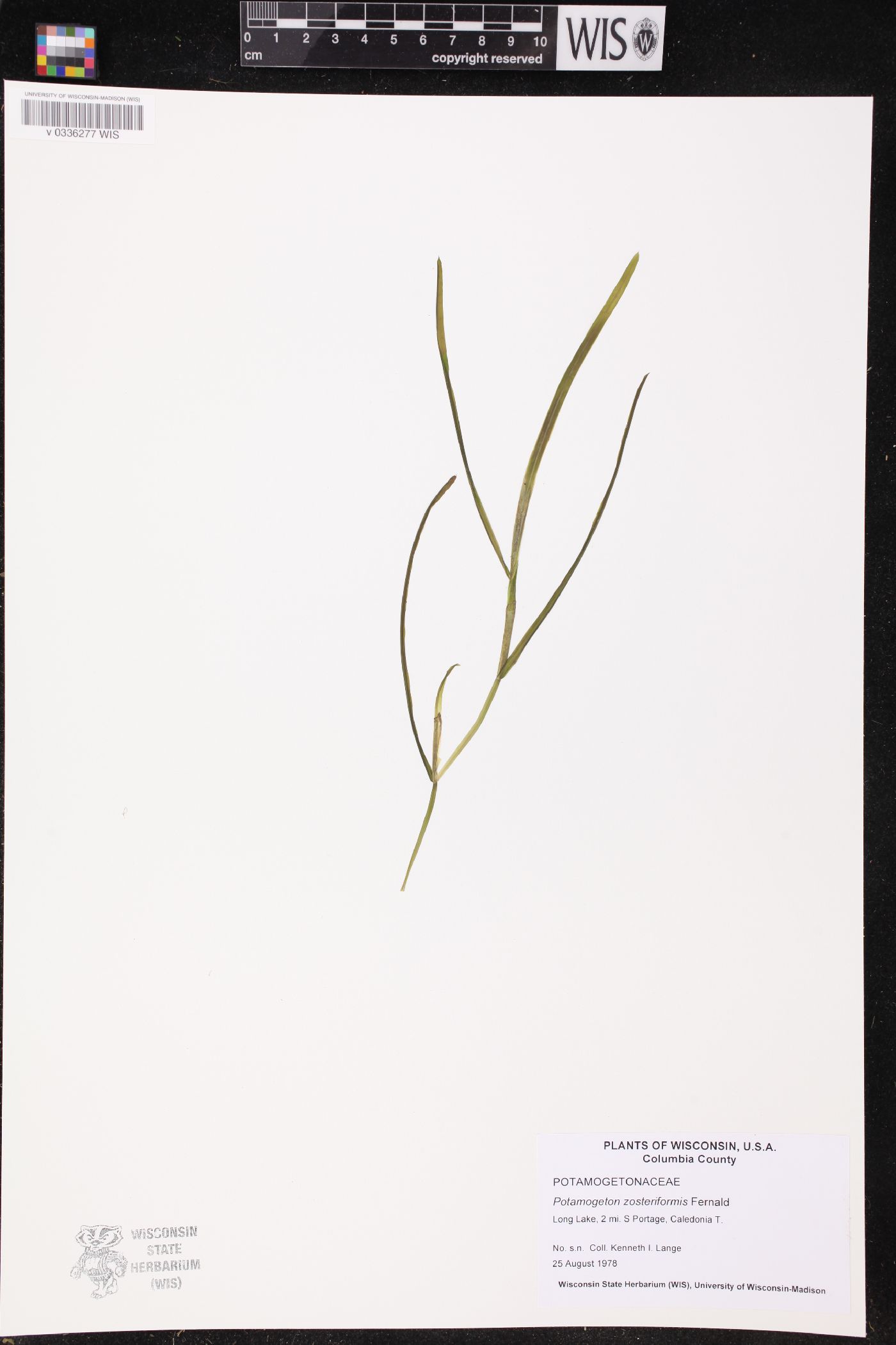 Potamogeton zosteriformis image