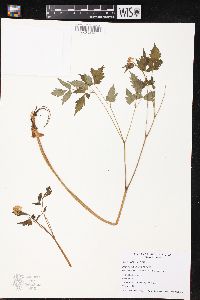 Actaea rubra image