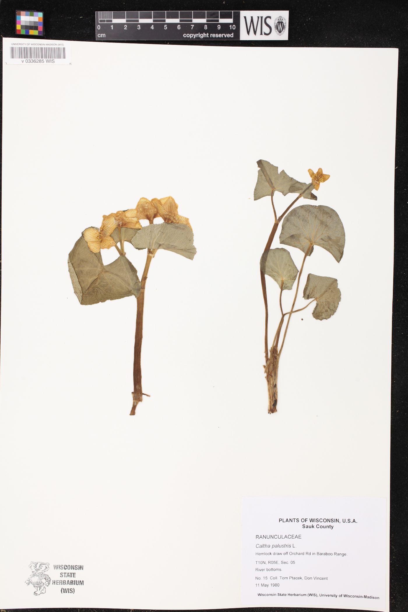 Caltha palustris image