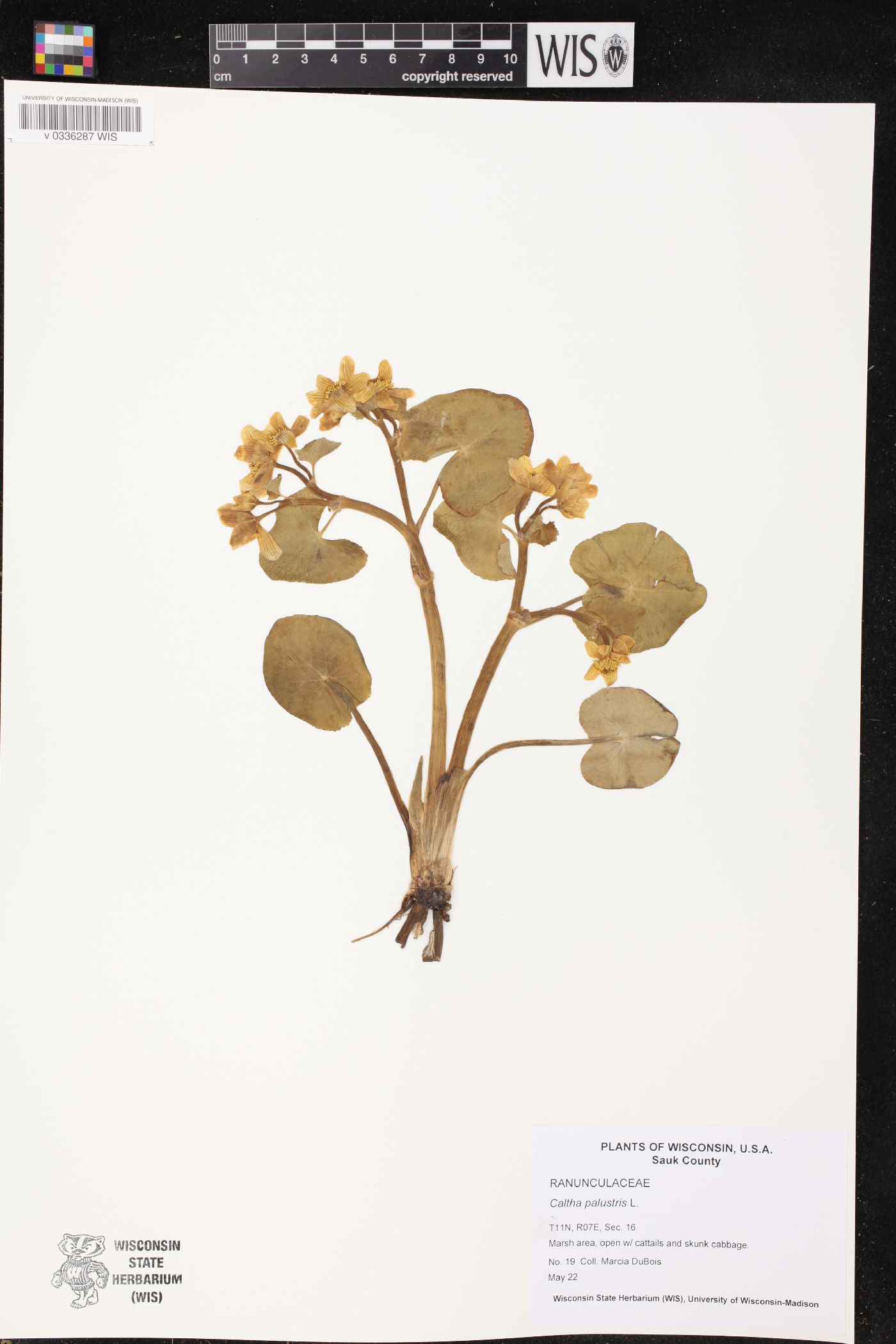 Caltha palustris image